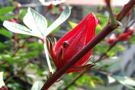 搖錢樹開花|搖錢樹的栽培技術以及養殖方法、病害防治